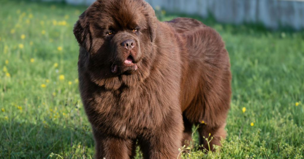 Newfoundland Puppy