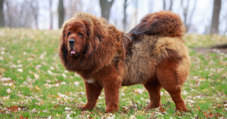 Newfoundland: The Gentle Giant with a Lifesaving Legacy