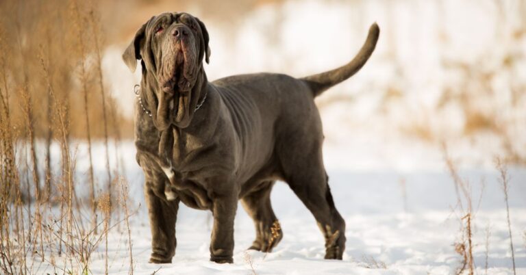 Neapolitan Mastiff: The Majestic Guardian with Ancient Roots