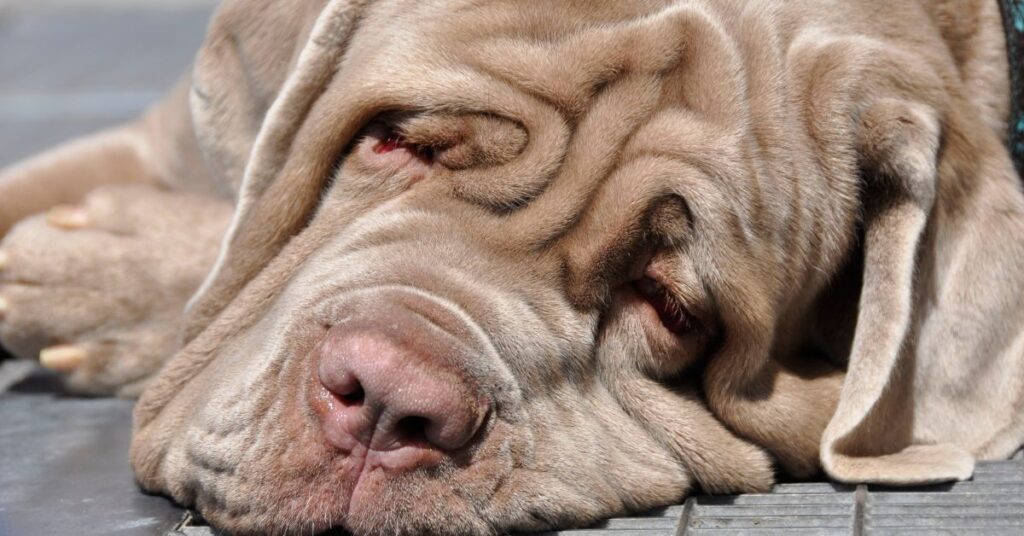 Neapolitan Mastiff