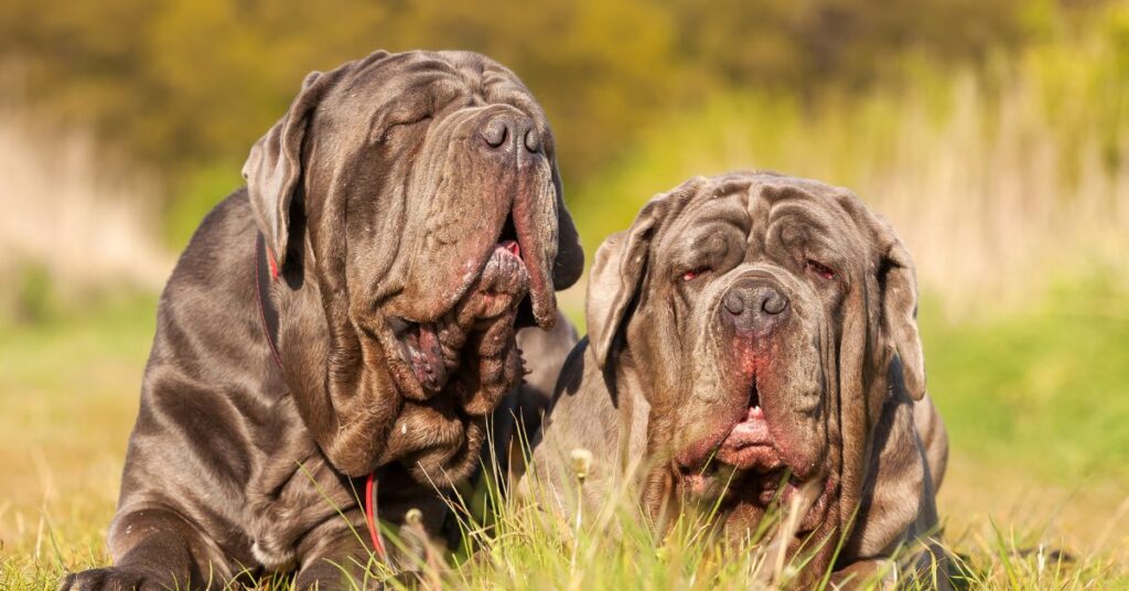 2 Neapolitan Mastiffs