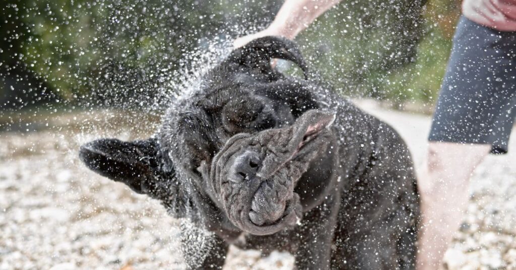 Neapolitan Mastiff
