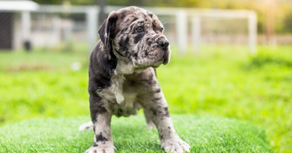 Neapolitan Mastiff Puppy