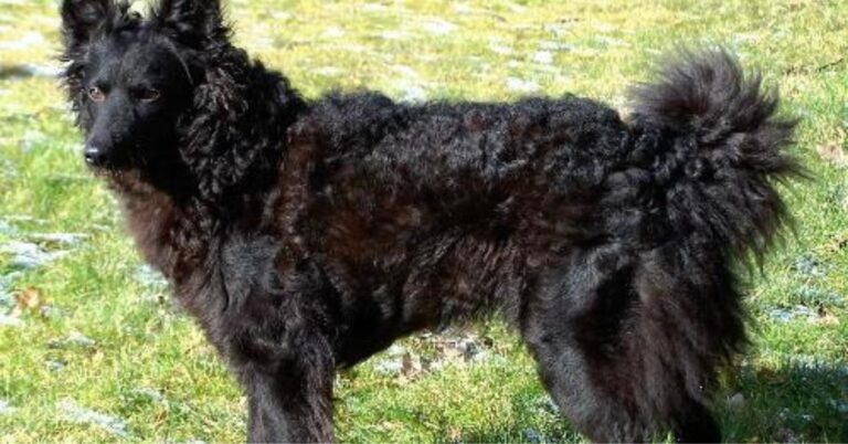 Mudi: Hungary’s Rare Herding Dog with a Spirited Personality