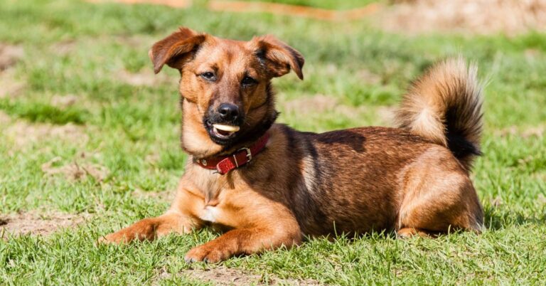 Mixed Breed – Heinz 57: The Lovable Mystery
