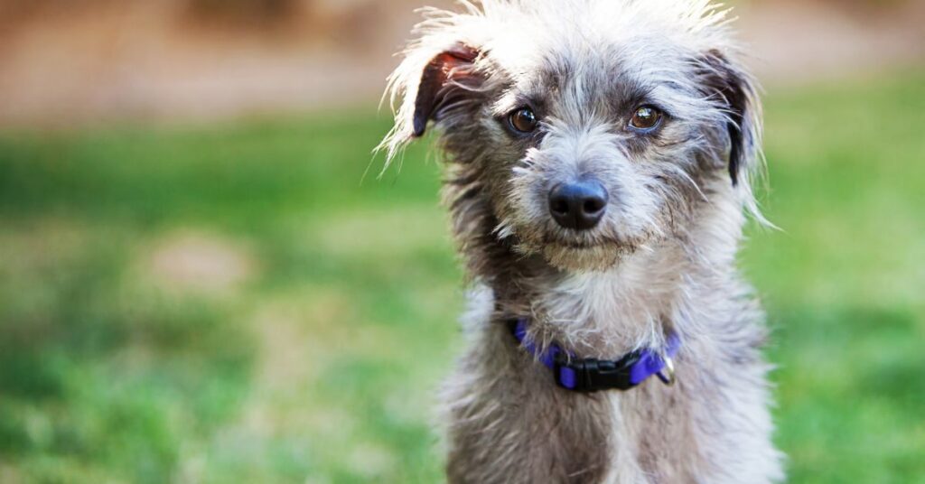 Grey Small Mixed Breed Dog