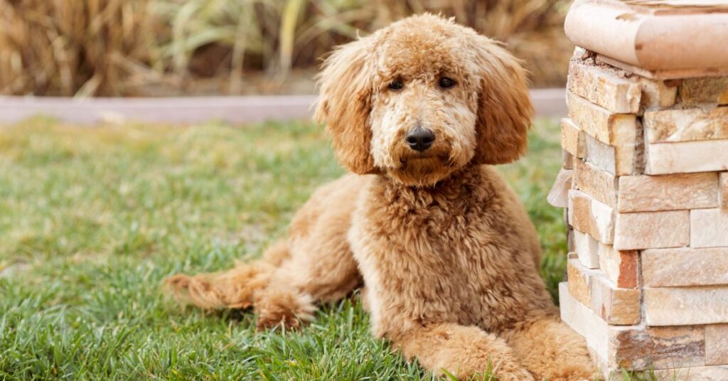 Doodle Mixed Breed Dog