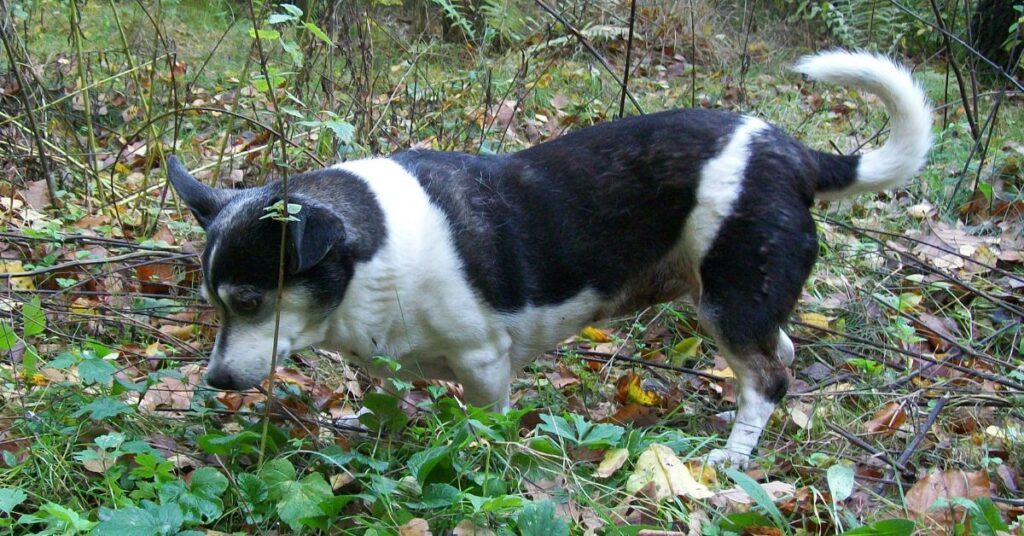 Black and white Mixed Breed Dog