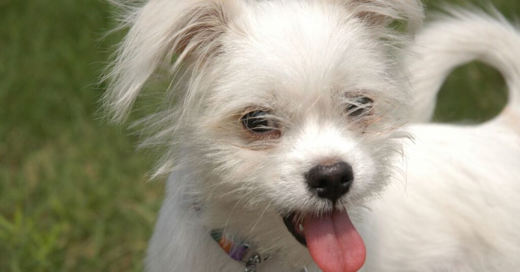 Small White Mixed Breed Dog