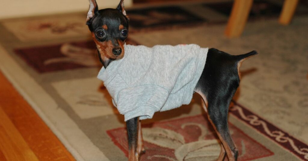 Miniature Pinscher
