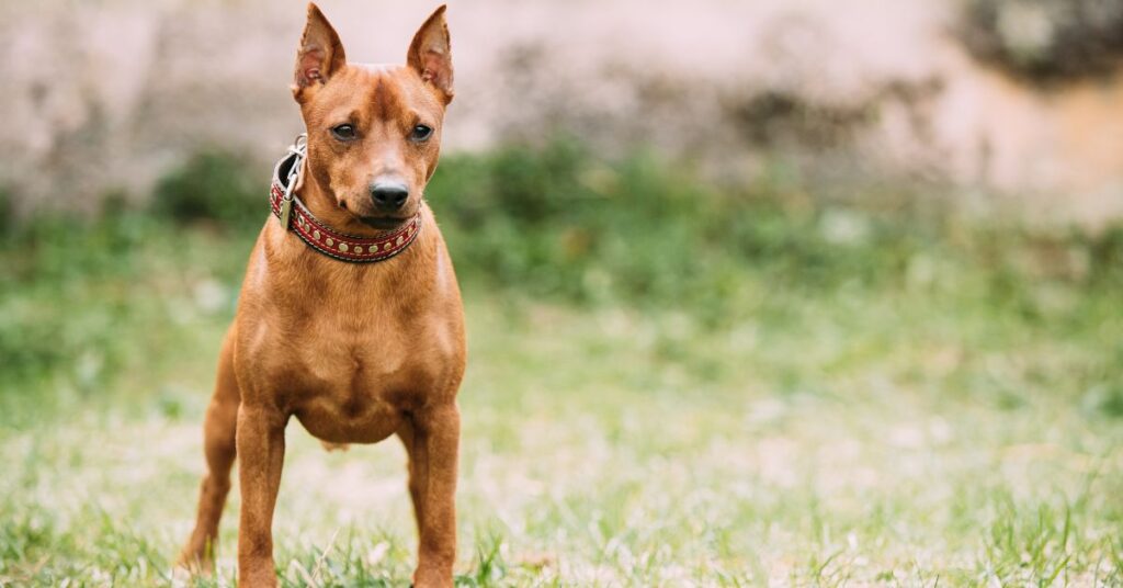 Miniature Pinscher