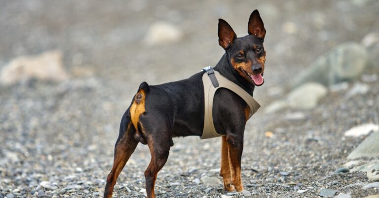 Miniature Pinscher: A fearless and energetic companion