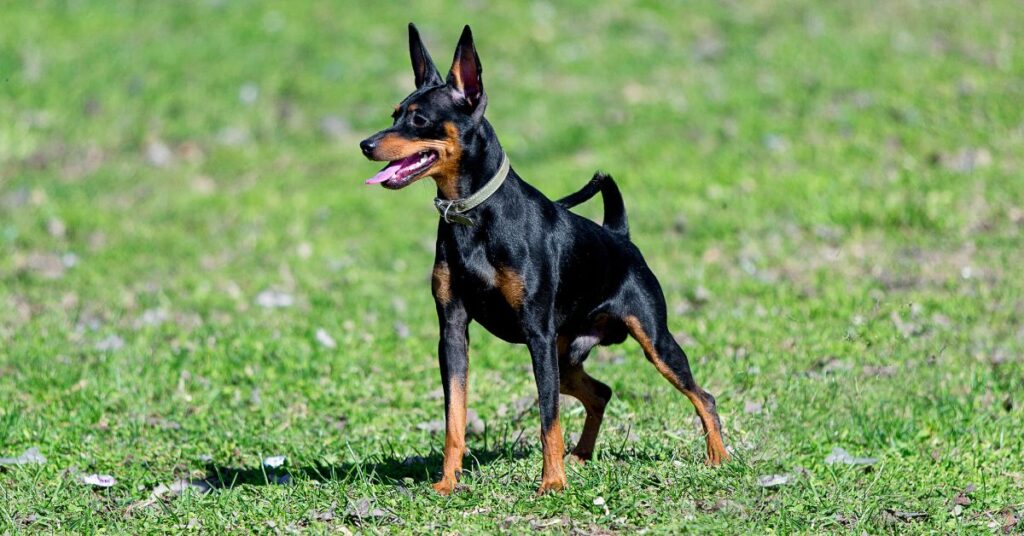 Miniature Pinscher