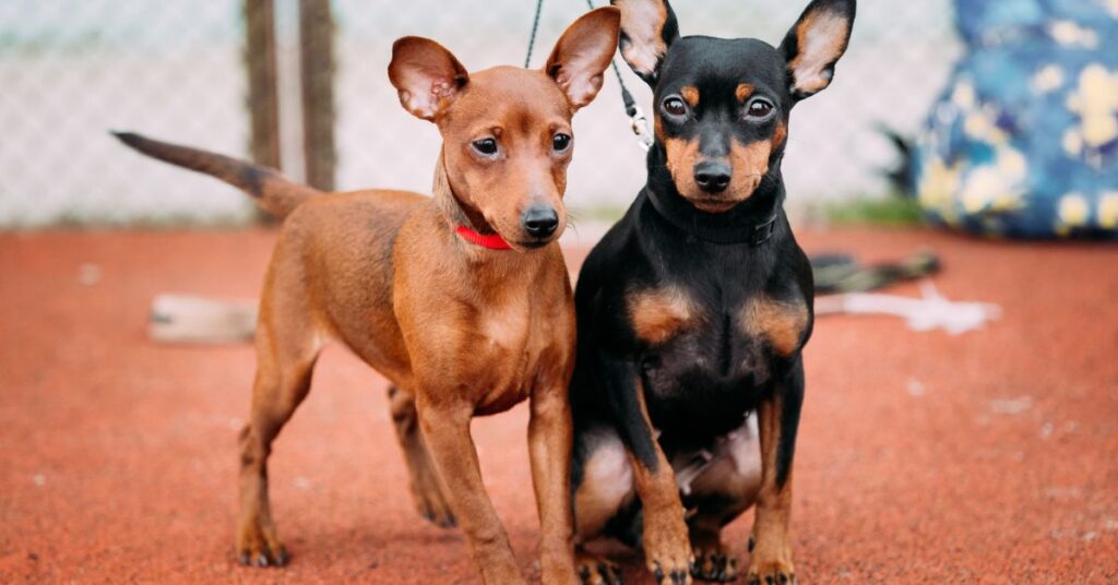 2 Miniature Pinschers