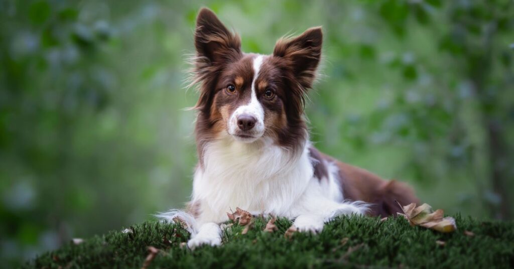 Miniature American Shepherd