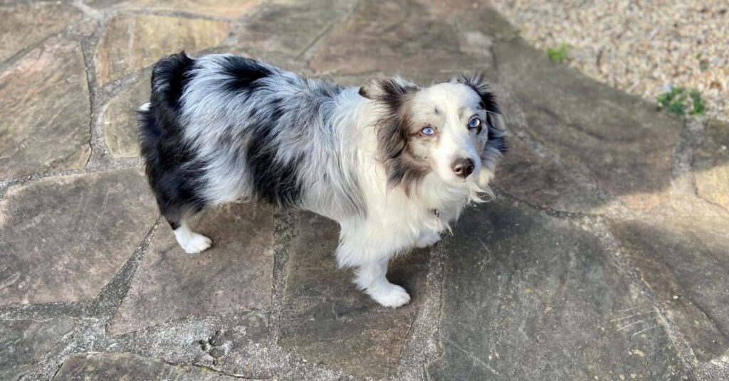 Miniature American Shepherd