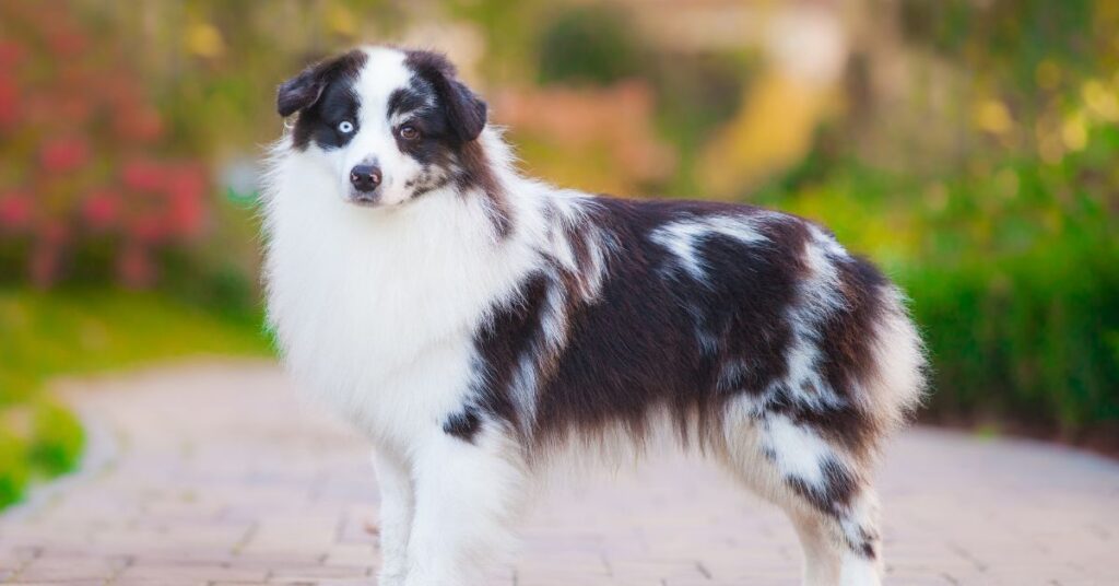 Miniature American Shepherd