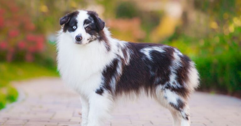 Miniature American Shepherd: Energetic, Smart, and Perfect for Active Families