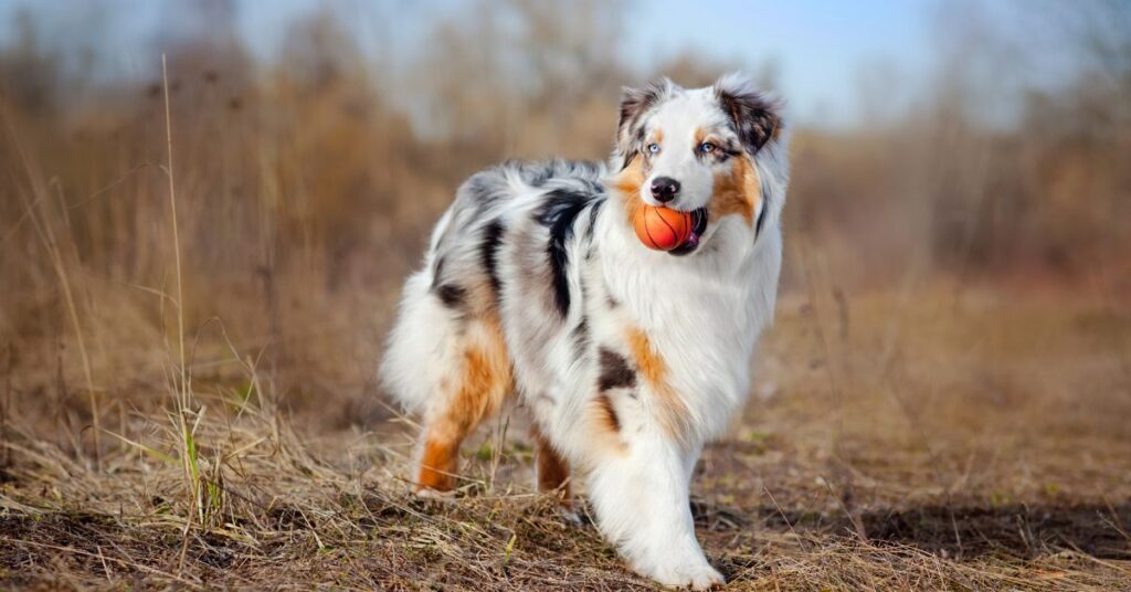 Miniature American Shepherd