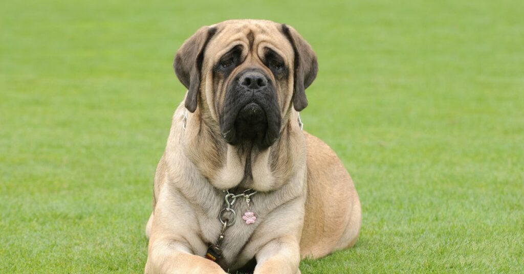 Mastiff
