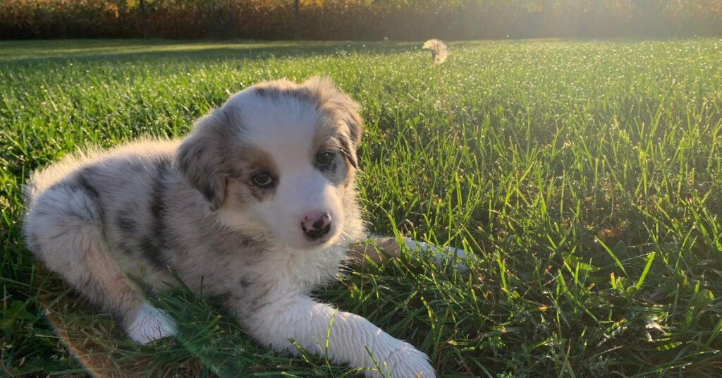 Miniature American Shepherd Puppy