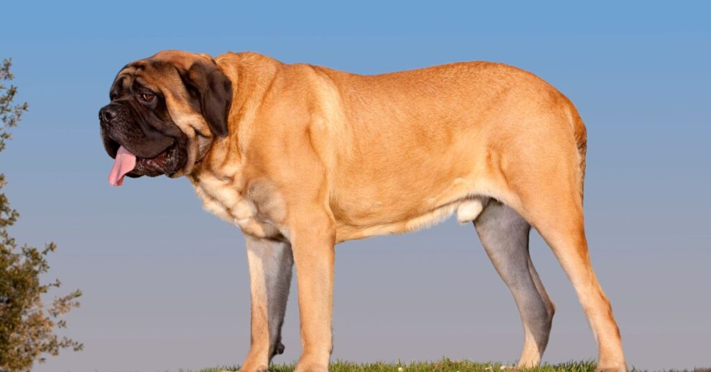 Mastiff