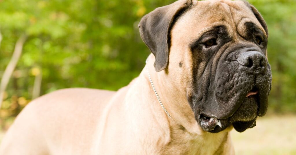 Mastiff