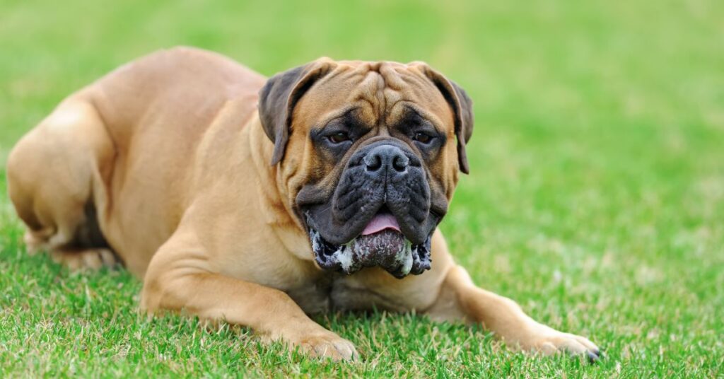 Mastiff