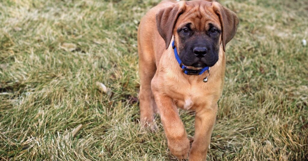 Mastiff Puppy