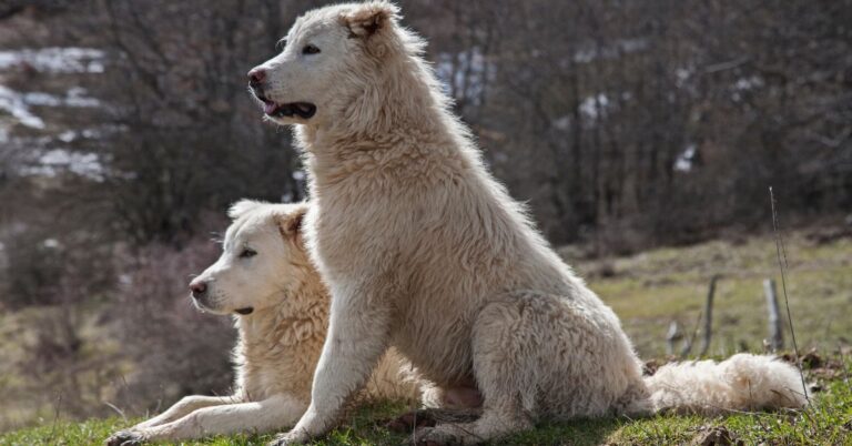 Maremma Sheepdog: a majestic and ancient Guardian