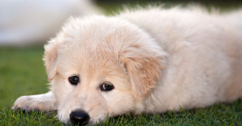 Maremma Sheepdog Puppy