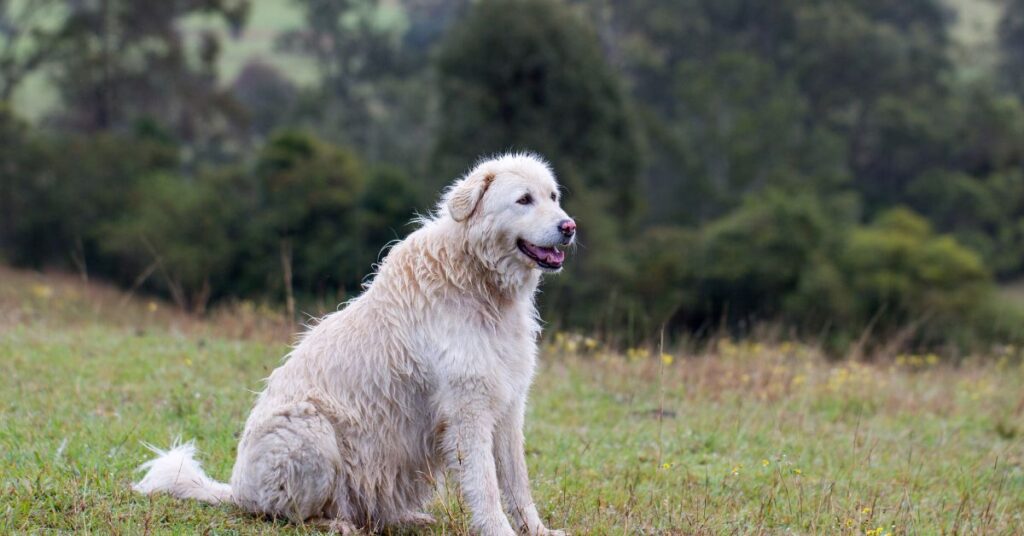 Maremma Sheepdog