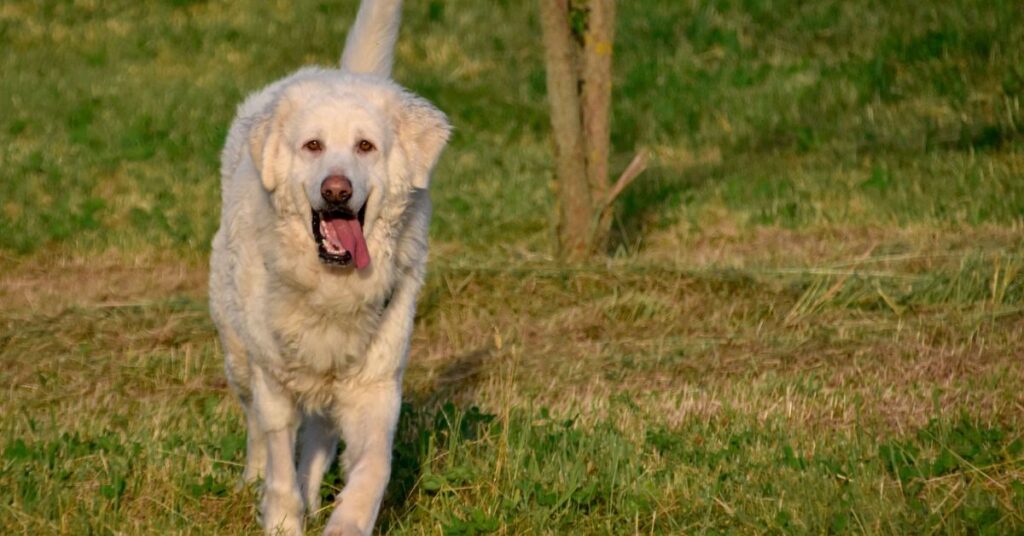Maremma Sheepdog