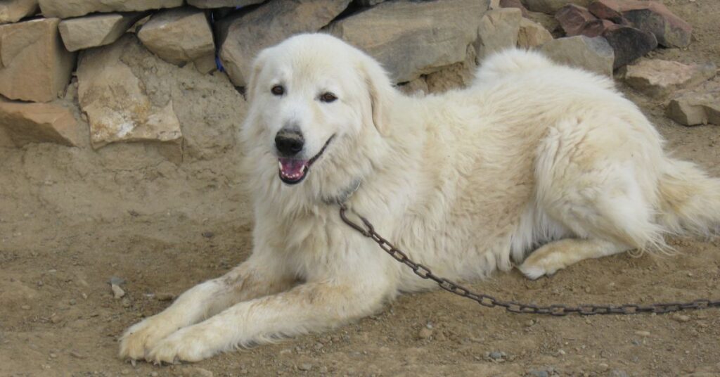 Maremma Sheepdog