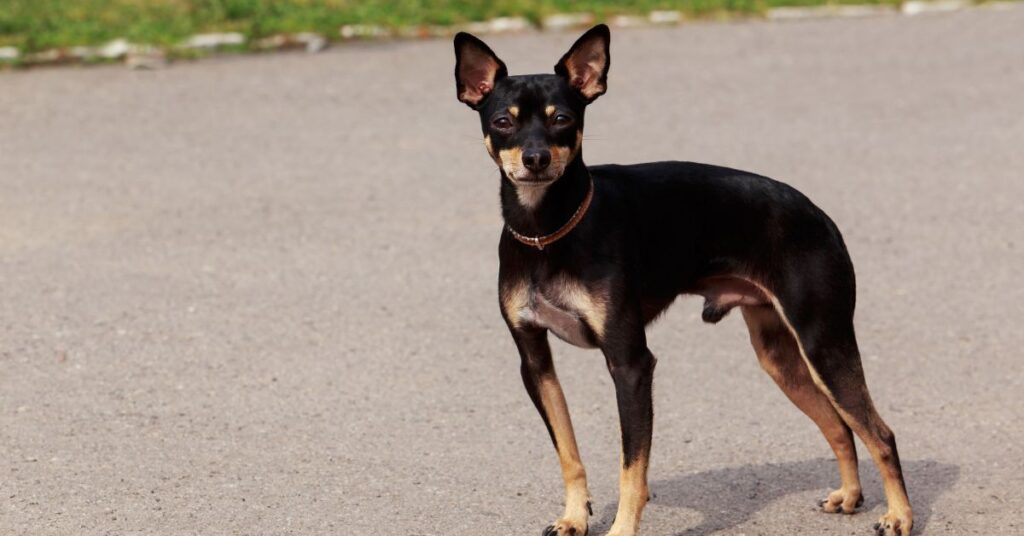Miniature Manchester Terrier
