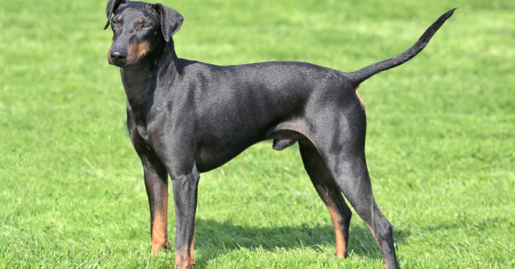 Standard Manchester Terrier
