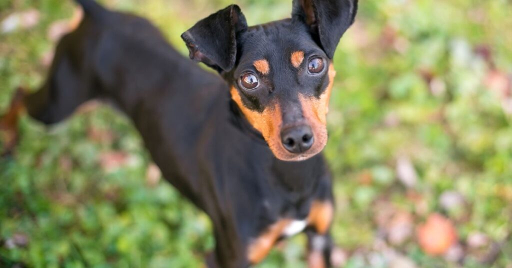 Miniature Manchester Terrier