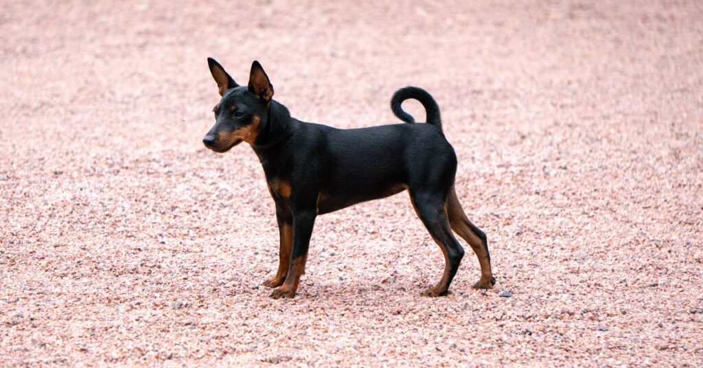 Miniature Manchester Terrier Puppy