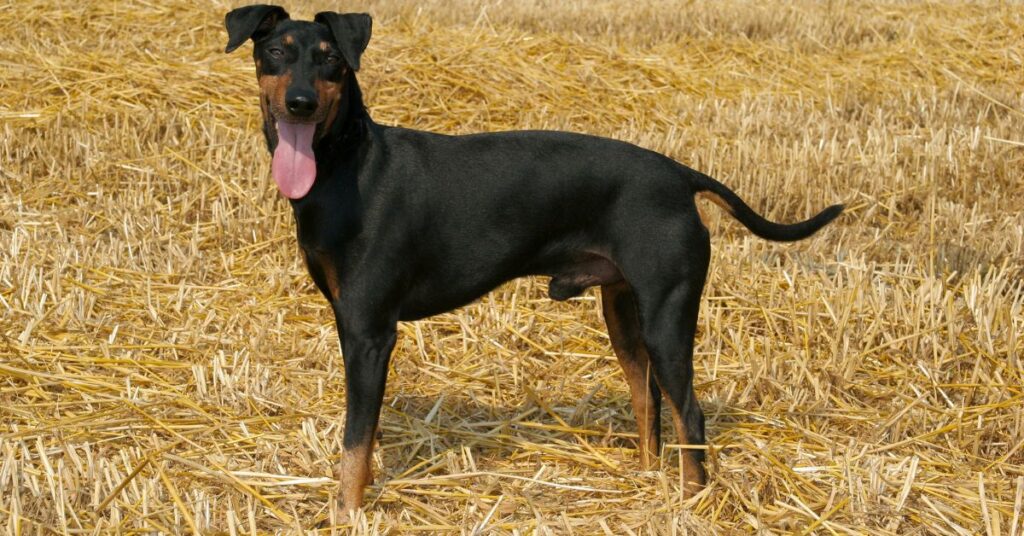 Standard Manchester Terrier
