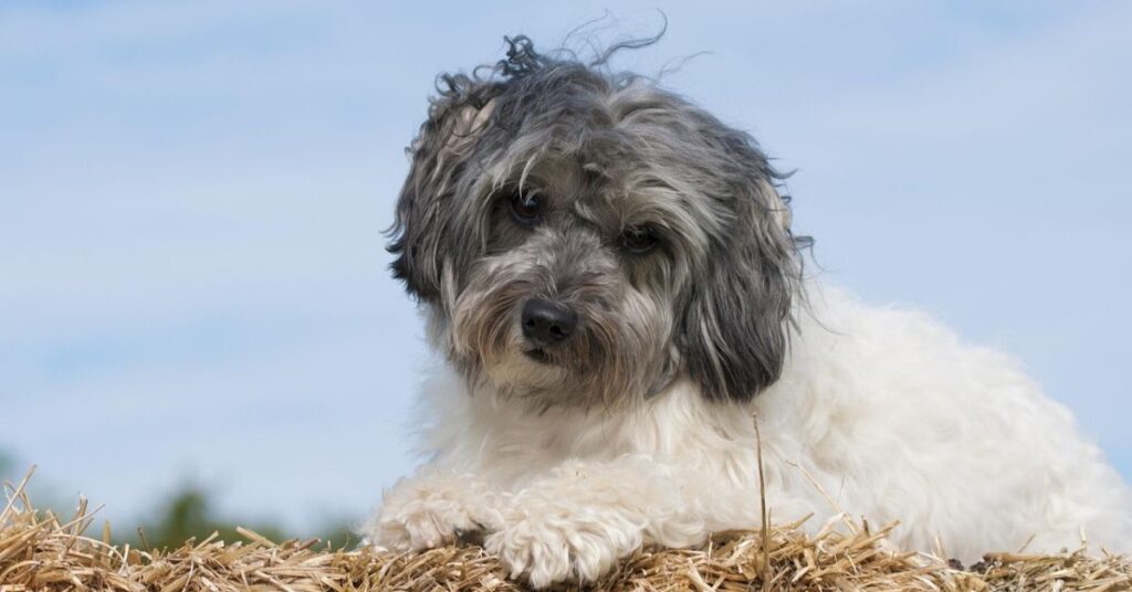 löwchen puppy