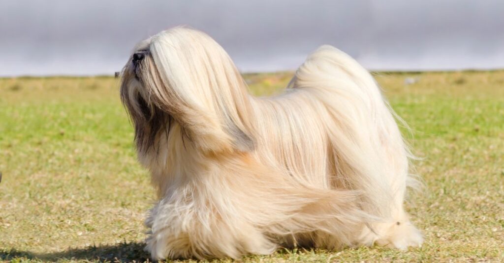 Lhasa Apso