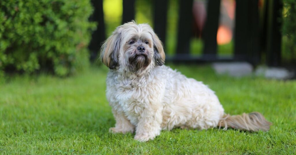 Lhasa Apso