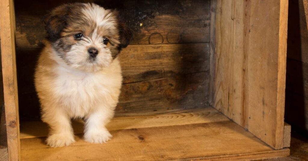 Lhasa Apso