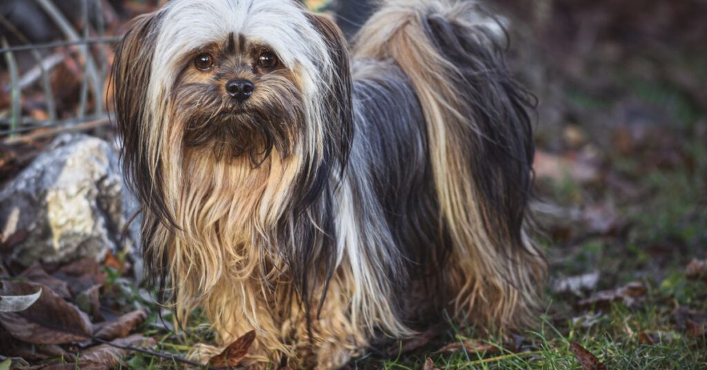 Lhasa Apso