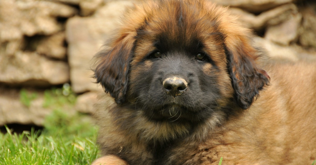 Leonberger Puppy