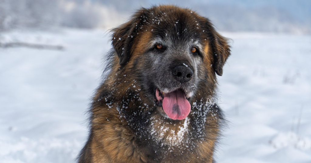 Leonberger