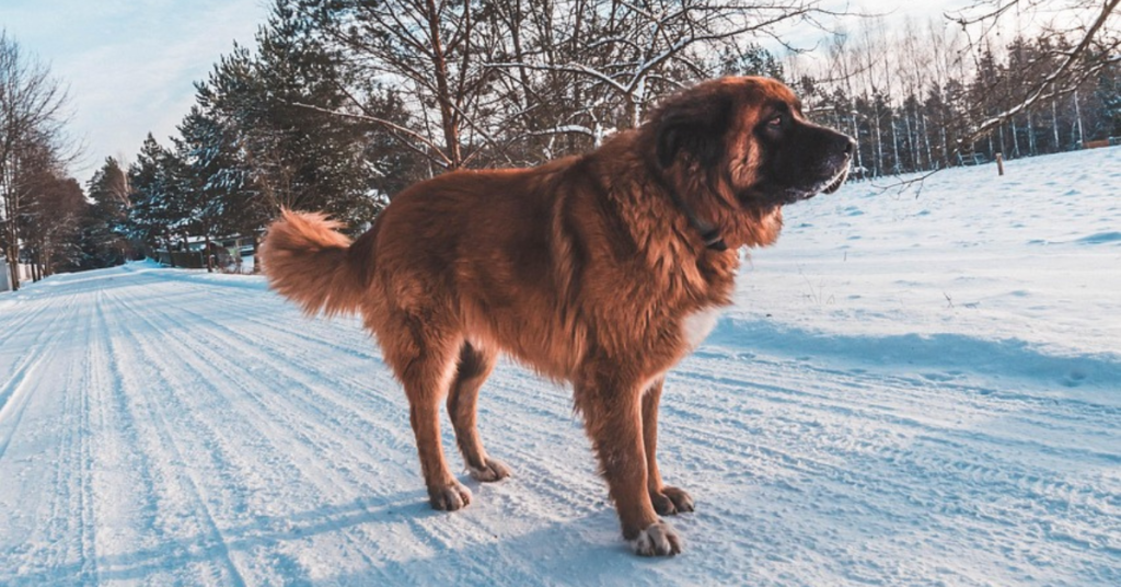 Leonberger