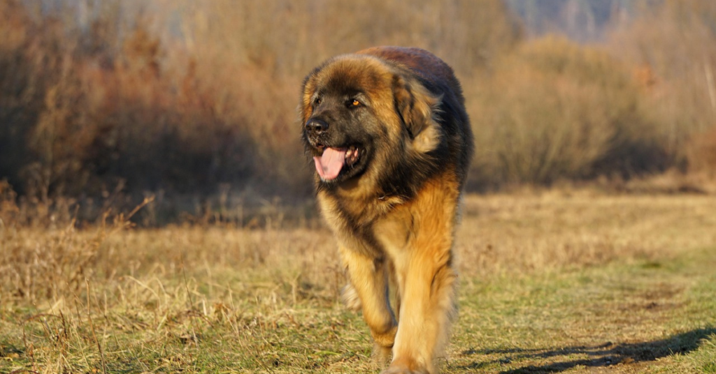 Leonberger