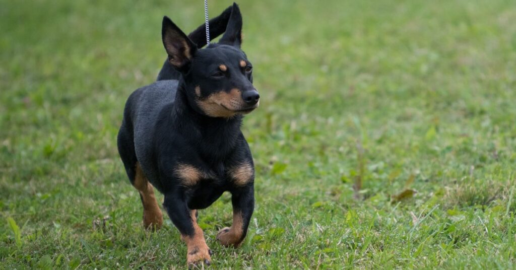 Lancashire Heeler
