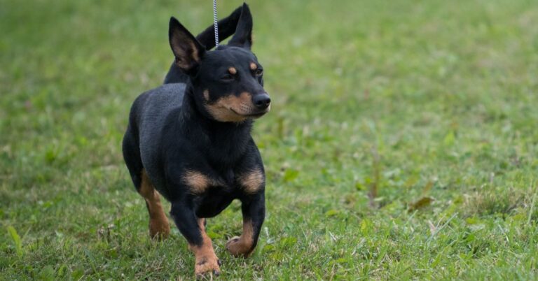 Lancashire Heeler: The Agile and Affectionate Herding Companion